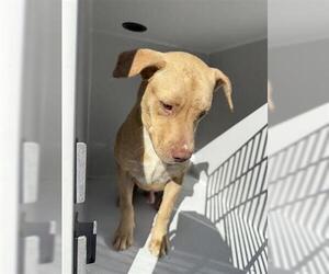 Labrador Retriever Dogs for adoption in Houston, TX, USA