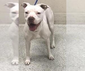 Mutt Dogs for adoption in Conroe, TX, USA