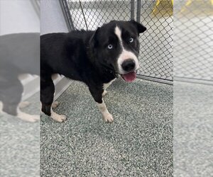Chinese Shar-Pei-Huskies  Mix Dogs for adoption in Salisbury, NC, USA