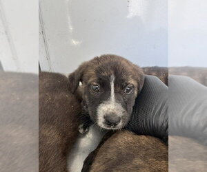 German Shepherd Dog Dogs for adoption in Stockton, CA, USA