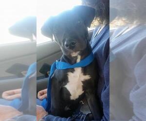 Labrador Retriever-Unknown Mix Dogs for adoption in Ceres, VA, USA