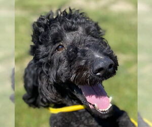 Goldendoodle Dogs for adoption in Pacolet, SC, USA