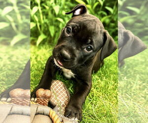 American Pit Bull Terrier-Unknown Mix Dogs for adoption in GILBERTS, IL, USA