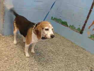 Beagle Dogs for adoption in San Bernardino, CA, USA
