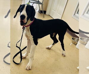 Great Dane-Unknown Mix Dogs for adoption in Mundelein, IL, USA