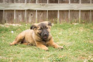 Shollie Dogs for adoption in Stephens City, VA, USA
