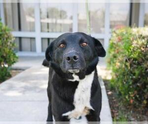 Borador Dogs for adoption in El Cajon, CA, USA