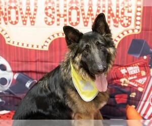 German Shepherd Dog Dogs for adoption in Placerville, CA, USA