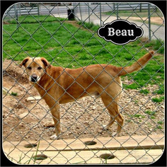 Golden Labrador Dogs for adoption in Sautee Nacoochee, GA, USA