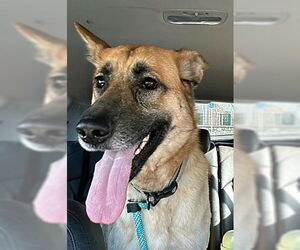 German Shepherd Dog Dogs for adoption in Modesto, CA, USA