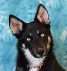 Siberian Husky Dogs for adoption in Eureka, CA, USA