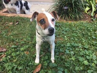 Jack Russell Terrier Dogs for adoption in Tallahassee, FL, USA