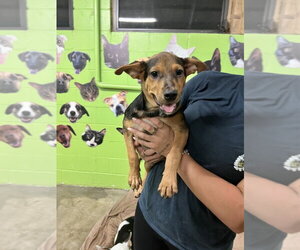 Mutt Dogs for adoption in Elmsford, NY, USA