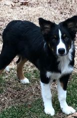 Australian Shepherd Dogs for adoption in Nashville, TN, USA