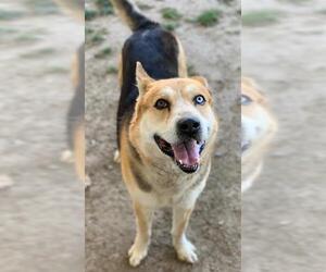 German Shepherd Dog-Unknown Mix Dogs for adoption in Riverside, CA, USA