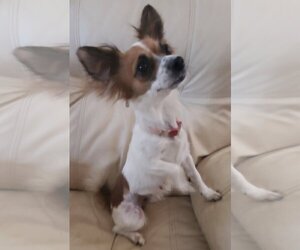 Papillon Dogs for adoption in REDDING, CA, USA