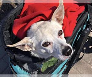 Chihuahua Dogs for adoption in Tonawanda, NY, USA