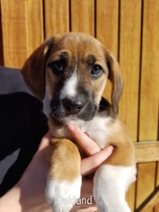 Beagle-Unknown Mix Dogs for adoption in Blossvale, NY, USA