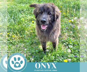 Mutt Dogs for adoption in Kimberton, PA, USA
