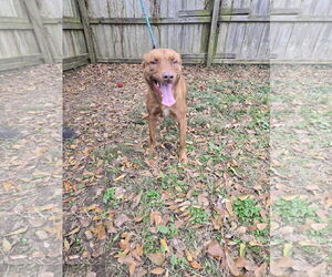 Mutt Dogs for adoption in Jackson, MS, USA