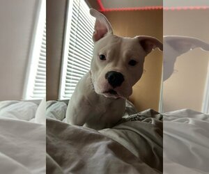Bullypit Dogs for adoption in Atlanta, GA, USA