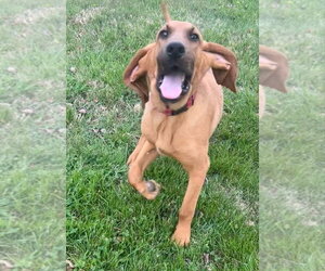 Medium Photo #2 Bloodhound-Unknown Mix Puppy For Sale in Aurora, IN, USA