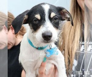 Chihuahua-Unknown Mix Dogs for adoption in Washington, DC, USA