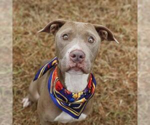 American Staffordshire Terrier-Unknown Mix Dogs for adoption in San Antonio, TX, USA