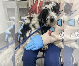 Maltese-Unknown Mix Dogs for adoption in Forestville, MD, USA