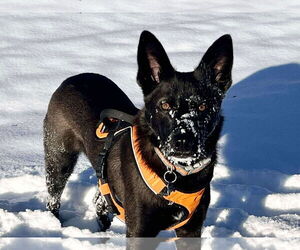 German Shepherd Dog-Unknown Mix Dogs for adoption in Coldwater, MI, USA