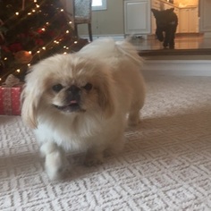 Pekingese Dogs for adoption in Potomac, MD, USA