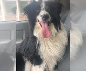 Border Collie-Unknown Mix Dogs for adoption in Effort, PA, USA
