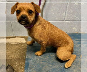 Pug-Unknown Mix Dogs for adoption in Woodland, CA, USA