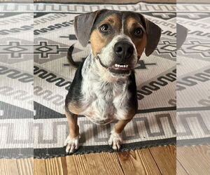 Mountain Cur-Unknown Mix Dogs for adoption in Ridgefield, CT, USA