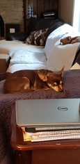 Chihuahua Dogs for adoption in aurora, IL, USA