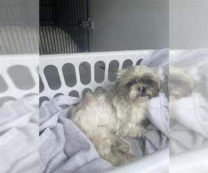 Shih Tzu Dogs for adoption in Houston, TX, USA