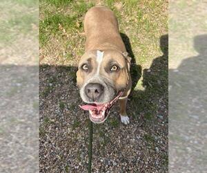 American Pit Bull Terrier-Unknown Mix Dogs for adoption in Oklahoma City, OK, USA