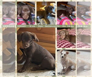 Chiweenie Dogs for adoption in Mesa, AZ, USA