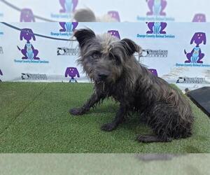 Mutt Dogs for adoption in Orlando, FL, USA
