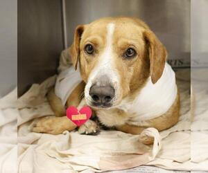 Beagle-Unknown Mix Dogs for adoption in San Antonio, TX, USA