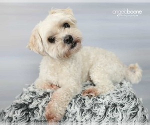 Maltese-Unknown Mix Dogs for adoption in Plymouth, MN, USA