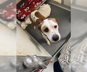 American Pit Bull Terrier Dogs for adoption in Glen Allen, VA, USA