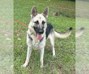 German Shepherd Dog-Unknown Mix Dogs for adoption in Wetumpka, AL, USA
