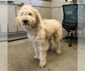 Pyredoodle Dogs for adoption in Camarillo, CA, USA