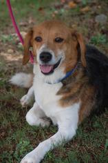 Medium Photo #1 Beagle-Unknown Mix Puppy For Sale in Loganville, GA, USA