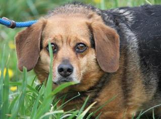 Beagi Dogs for adoption in Brooklyn Park, MN, USA