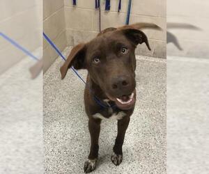 Labrador Retriever-Unknown Mix Dogs for adoption in Conroe, TX, USA