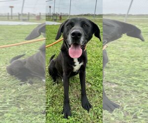 Labrador Retriever-Unknown Mix Dogs for adoption in Oakhurst, NJ, USA