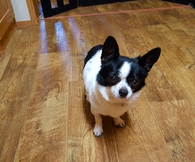 Medium Photo #1 Chihuahua-Unknown Mix Puppy For Sale in O Fallon, MO, USA