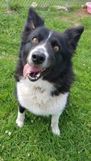 Border Collie Dogs for adoption in Hornell, NY, USA